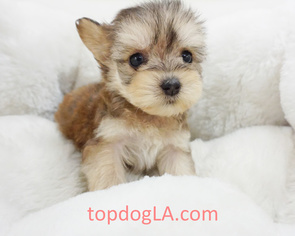 Poodle (Standard)-Yorkshire Terrier Mix Puppy for sale in LA MIRADA, CA, USA