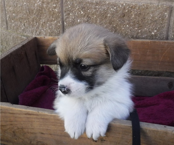 Medium Photo #5 Pembroke Welsh Corgi Puppy For Sale in REDDING, CA, USA