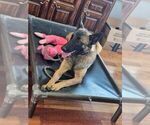 Small Photo #12 Belgian Malinois Puppy For Sale in BATESVILLE, IN, USA