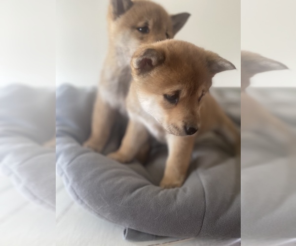 Medium Photo #5 Shiba Inu Puppy For Sale in MONETT, MO, USA