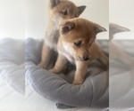 Small Photo #5 Shiba Inu Puppy For Sale in MONETT, MO, USA