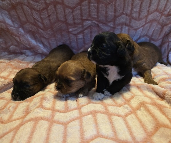 Medium Photo #4 Shorkie Tzu Puppy For Sale in MATTOON, IL, USA