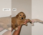 Small Photo #3 Golden Retriever Puppy For Sale in DENVER, CO, USA