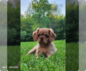 Cavalier King Charles Spaniel Puppy for sale in HOMOSASSA, FL, USA