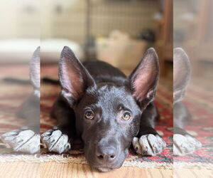 Mutt Dogs for adoption in Oakhurst, NJ, USA