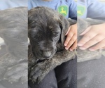 Small Photo #3 Daniff-Neapolitan Mastiff Mix Puppy For Sale in MONTEVIEW, ID, USA