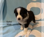 Small Photo #15 Australian Shepherd Puppy For Sale in EXETER, MO, USA