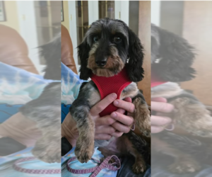 Dachshund Dogs for adoption in Sioux Falls, SD, USA