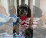 Small Dachshund