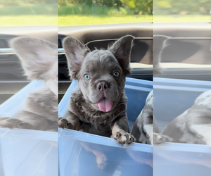 Mother of the French Bulldog puppies born on 04/20/2025
