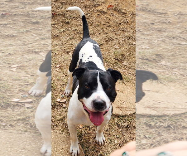 Medium Photo #4 American Bulldog-Unknown Mix Puppy For Sale in Wetumpka, AL, USA