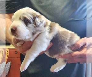 Australian Shepherd Puppy for sale in ROCKBRIDGE, OH, USA