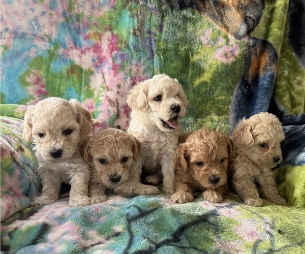 Medium Photo #4 Poodle (Miniature) Puppy For Sale in THORP, WI, USA