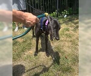 Greyhound Dogs for adoption in Cherry Hill, NJ, USA