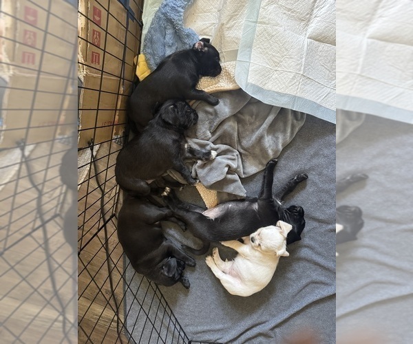 Medium Photo #3 Mutt Puppy For Sale in ORANGE, CA, USA