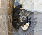 Small #2 Mutt