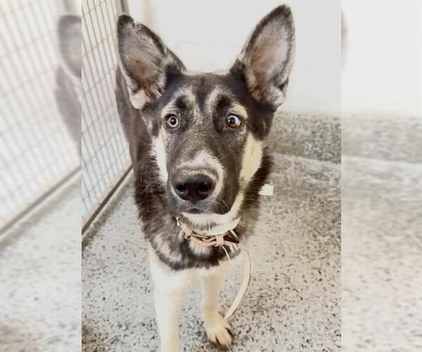 Medium Photo #3 German Shepherd Dog-Unknown Mix Puppy For Sale in Houston, TX, USA