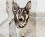 Small #2 German Shepherd Dog Mix