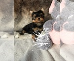 Small Photo #1 Yorkshire Terrier Puppy For Sale in ROANOKE, VA, USA