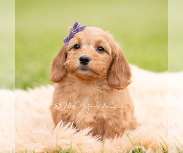 Medium Photo #5 Goldendoodle (Miniature) Puppy For Sale in WARSAW, IN, USA