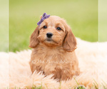 Small #4 Goldendoodle (Miniature)