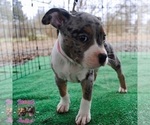 Small Photo #5 American Bully Puppy For Sale in LEWISBURG, TN, USA
