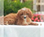 Small #3 Cavapoo (Miniature)