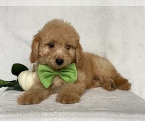 Goldendoodle (Miniature) Puppy for sale in EAST EARL, PA, USA