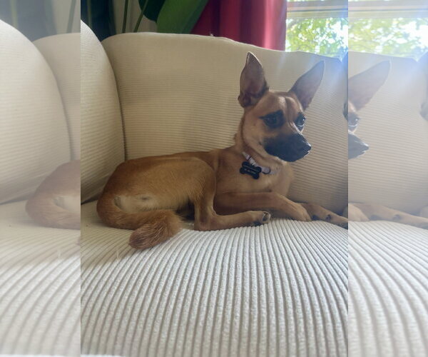 Medium Photo #10 Rat Terrier-Unknown Mix Puppy For Sale in Rockaway, NJ, USA