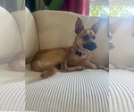 Small #9 Rat Terrier Mix