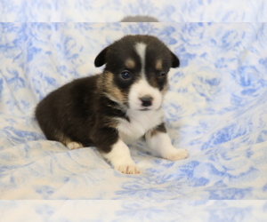 Pembroke Welsh Corgi Puppy for sale in SHILOH, OH, USA