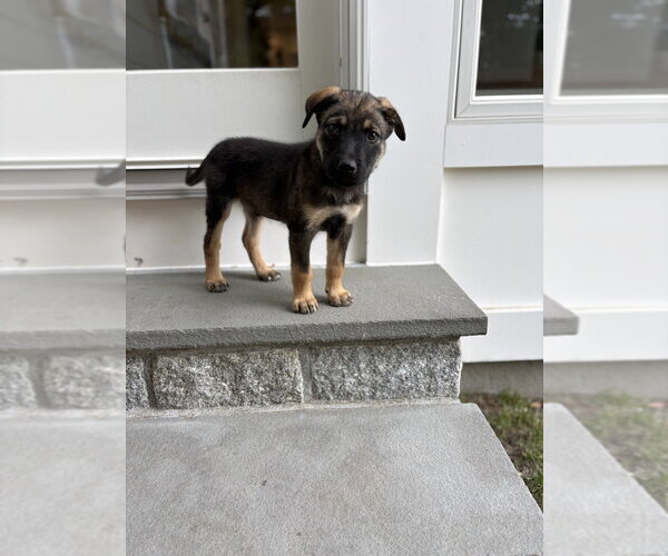 Medium Photo #5 German Shepherd Dog-Unknown Mix Puppy For Sale in Brewster, NY, USA