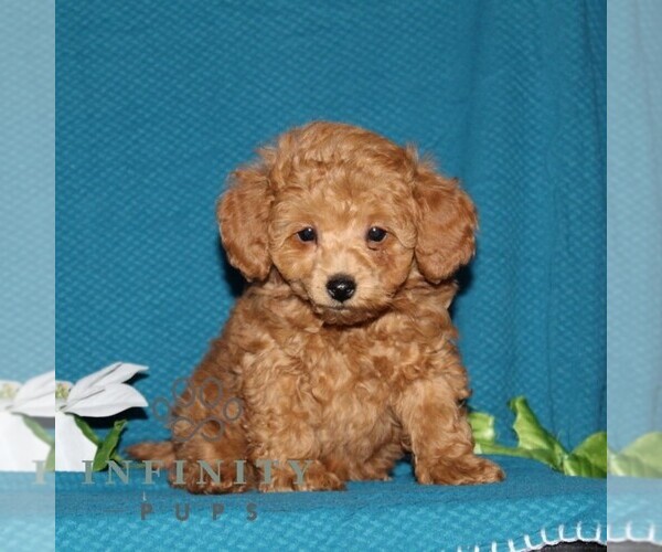 Medium Photo #2 Poodle (Toy) Puppy For Sale in NORTH EAST, MD, USA