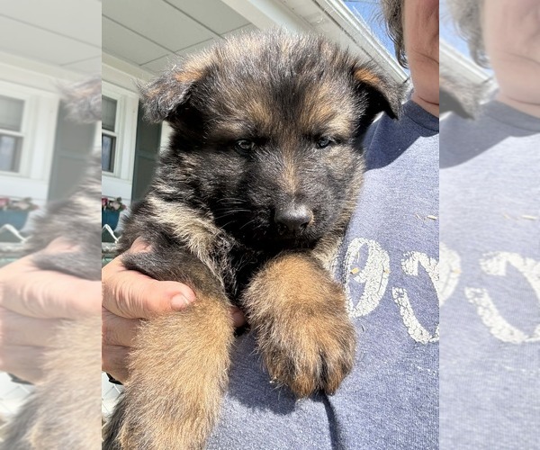 Medium Photo #15 German Shepherd Dog Puppy For Sale in NEWVILLE, PA, USA