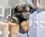 Small Photo #15 German Shepherd Dog Puppy For Sale in NEWVILLE, PA, USA