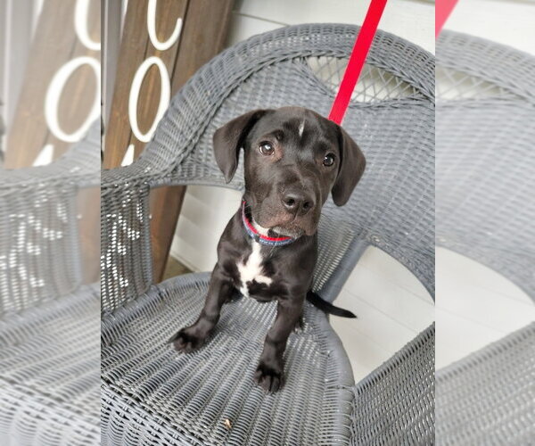 Medium Photo #2 Mutt Puppy For Sale in Evansville, IN, USA
