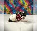 Image preview for Ad Listing. Nickname: Tiny Jack