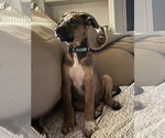Small #2 Labrador Retriever Mix