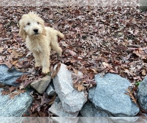 Goldendoodle (Miniature) Puppy for sale in RALEIGH, NC, USA