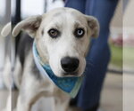 Small Siberian Husky Mix