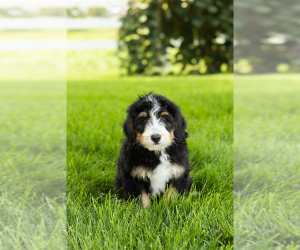 Medium Photo #2 Bernedoodle (Miniature) Puppy For Sale in SHIPSHEWANA, IN, USA