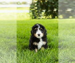 Small #1 Bernedoodle (Miniature)
