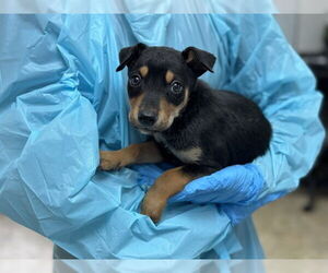 Mutt Dogs for adoption in Raleigh, NC, USA