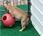 Small Photo #41 French Bulldog Puppy For Sale in WINNSBORO, TX, USA