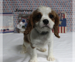 Small #19 Cavalier King Charles Spaniel