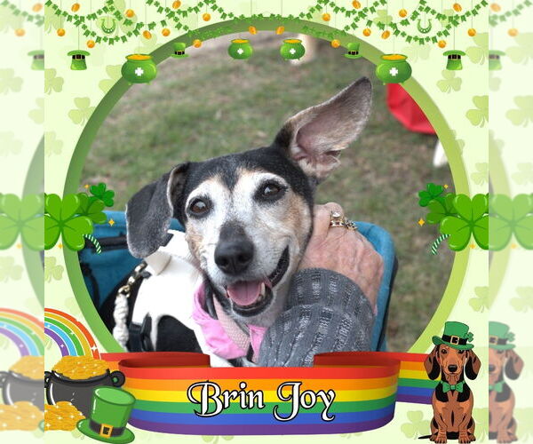 Medium Photo #6 Dachshund Puppy For Sale in San Antonio, TX, USA