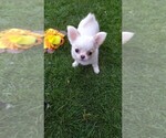 Small Photo #1 Chihuahua Puppy For Sale in Shotton, Clwyd (Wales), United Kingdom