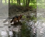 Small Photo #128 German Shepherd Dog Puppy For Sale in LA FAYETTE, NY, USA