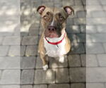 Small #5 Bullboxer Pit