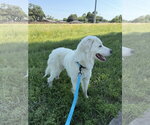 Small #6 Great Pyrenees